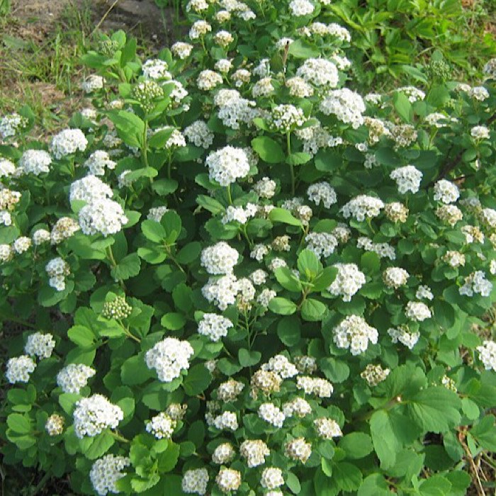 Спирея дубравколистная (Spiraea chamaedryfolia) | Ракита. Питомник растений
